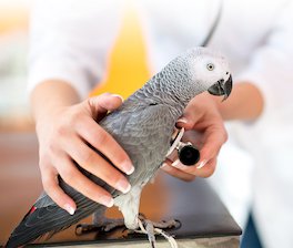 Consulta con mascotas