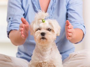 Reiki para mascotas